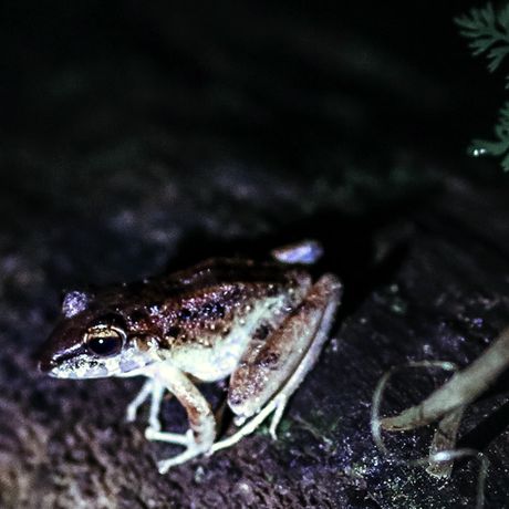 Bei Ihrem Nightwalk werden Sie viele Frösche entdecken.