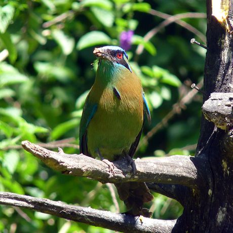 Ein bunter Blauscheitelmotmot vor grünem Hintergrund blickt mit seinen rötlichen Augen in die Ferne.