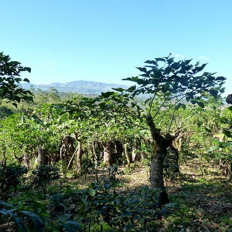 Besichtigen Sie die biologische Finca Cristina und tauchen Sie ein in die Welt des qualitativ hochwertigen Arabica-Kaffees
