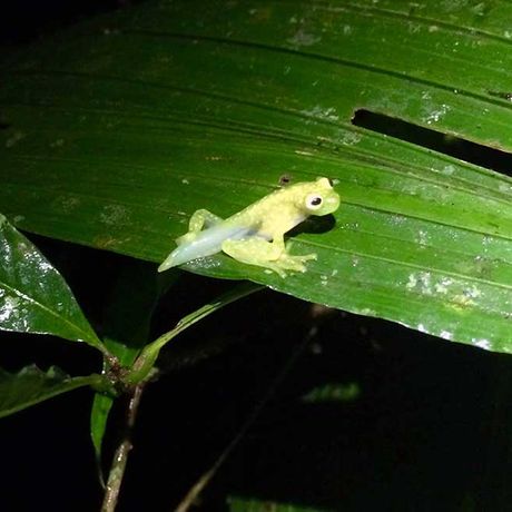 Ein kleiner, junger Frosch mit Schwanz sitzt auf einem grünen Blatt. 