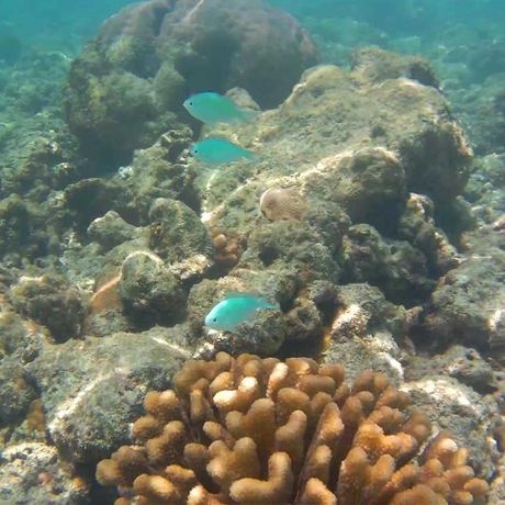 Blick auf Fische beim Tagesausflug Schnorcheln und Wanderung im Nationalpark Cahuita