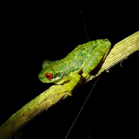 Kaffeekultur und abenteuerliche Tierbeobachtungen 04 Blick auf einen Frosch bei dem Tagesausflug Kaffeekultur und abenteuerliche Tierbeobachtungen