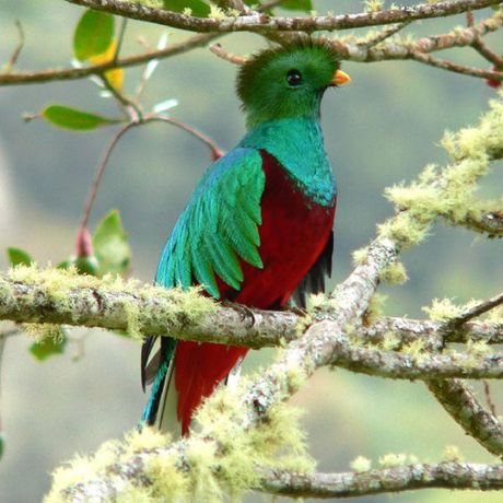 Vogelbeobachtung auf dem Irazú 03 Quetzal - der Göttervogel