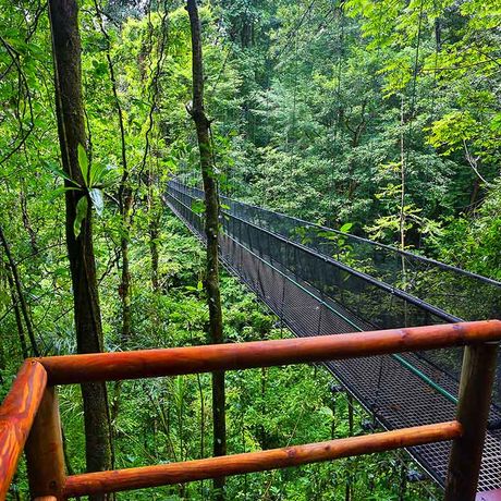 Blick in den Regenwald von der El Remanso Rainforest Wildlife Lodge 