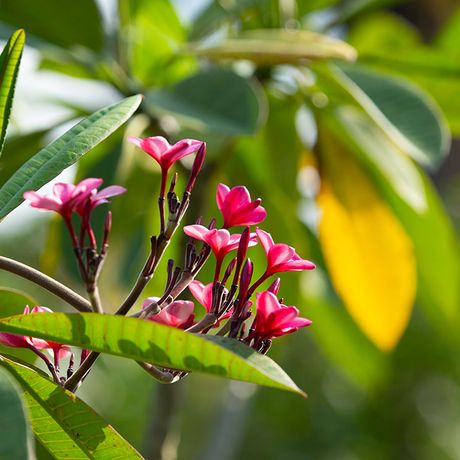 Costa Rica Dschungel und Regenwald Blüte Costa Rica Dschungel und Regenwald Blütentraum