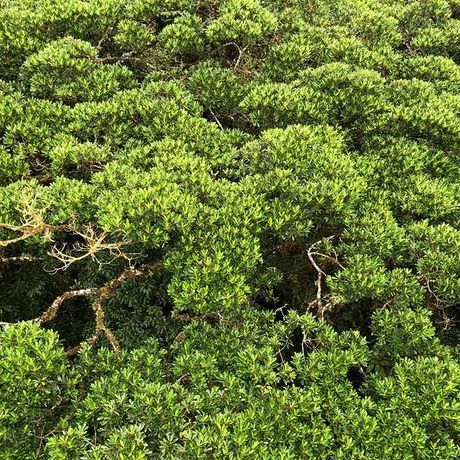 Blick auf den Wald bei der Wanderung über Hängebrücken im Nationalpark Monteverde