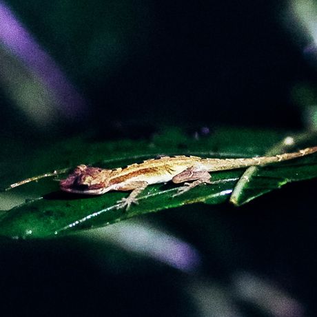 Viele Amphibien sind nachtaktiv.