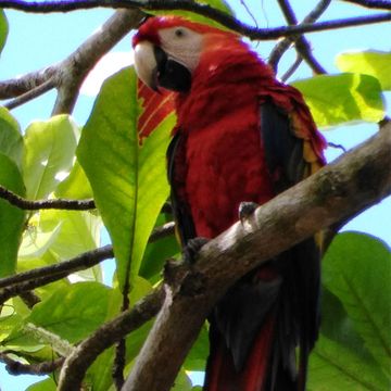 Morgendliche Vogelbeobachtung