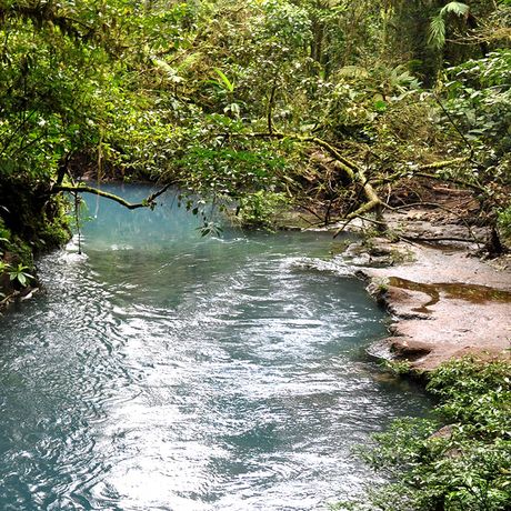 Der bezaubernde Fluss führt durch Moos- und Farnvegetation