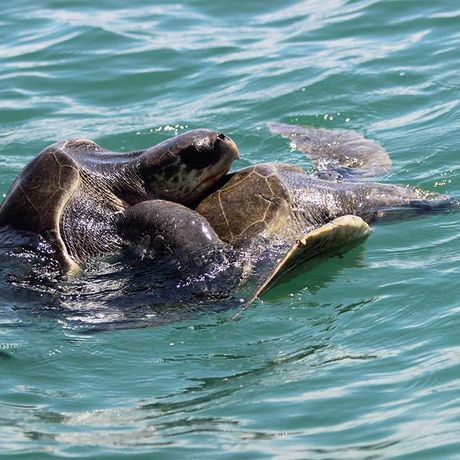 Schildkrötenbeobachtung in Tortuguero 04 Blick auf zwei Schildkröten bei der Schildkrötenbeobachtung in Tortuguero
