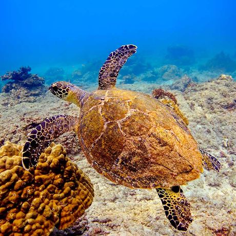 Beobachten sie wie Wale und Delfine aus dem Meer springen und erleben sie Gänsehautmomente in der freien Natur auf dem Ozean des Meeresnationalparks Ballena.