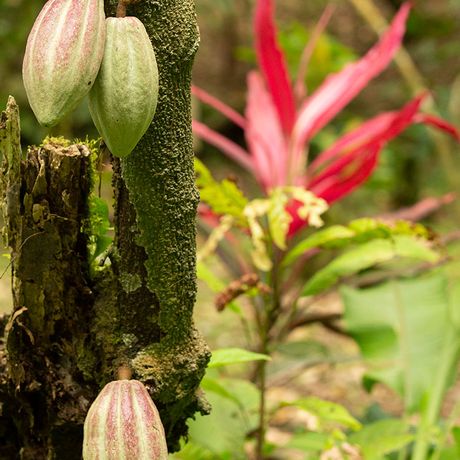 Costa Rica erwartet Sie mit einer farbenfrohen Natur