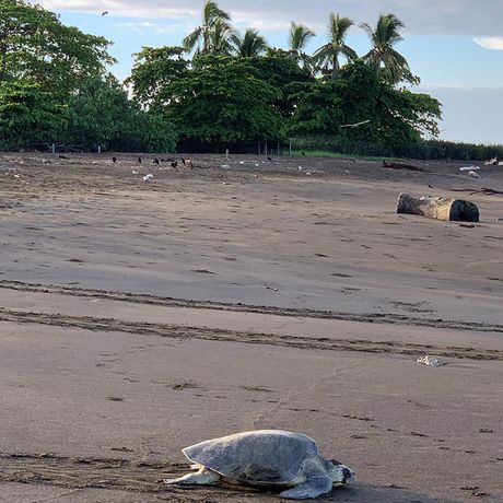 Der Name „Tortuguero“ leitet sich aus dem spanischen Wort für Schildkröte ab: Tortuga. Entsprechend gibt es in dieser Region zahlreiche Schildkrötenarten zu entdecken. 
