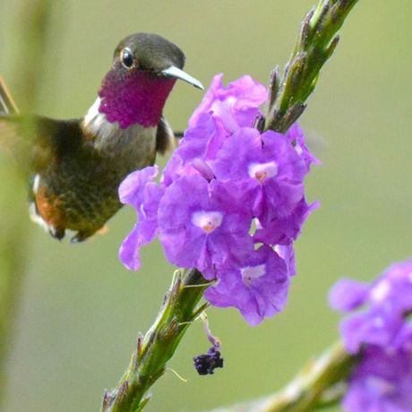 Costa Rica Kolibri an Blume In der Region Chirripó können Sie problemlos exotische Vogelarten aus nächster Nähe beobachten