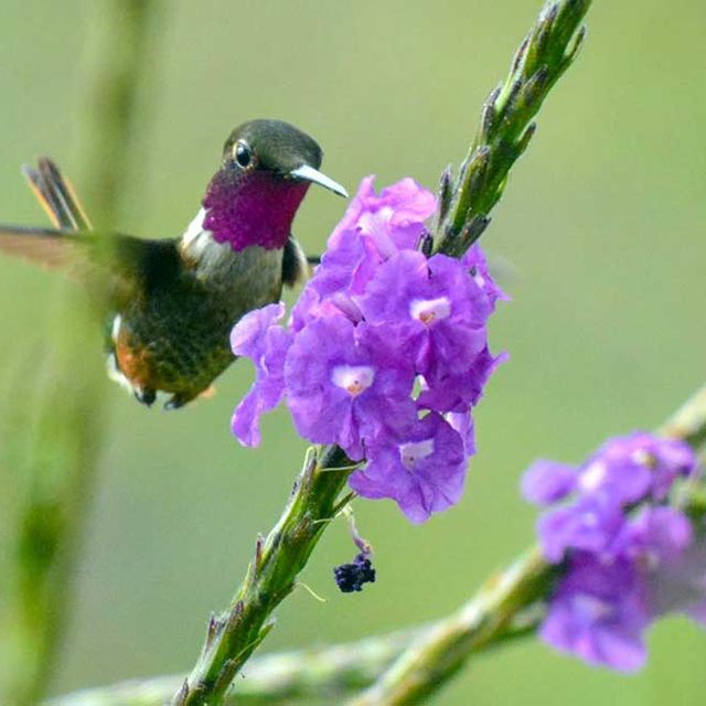 Vogelbeobachtung Cloudbridge 06