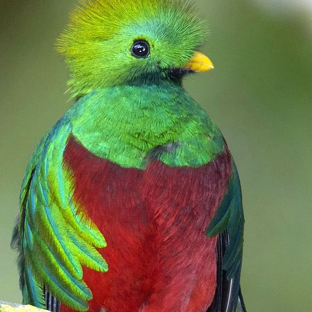Vogelbeobachtung auf dem Irazú 02