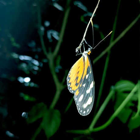 Entdecken sie das nächtliche Leben des costa-ricanischen Regenwaldes im Privatreservat bei La Fortuna