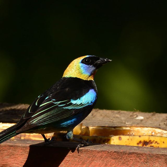 Vogelbeobachtungen Reservat Copal 03