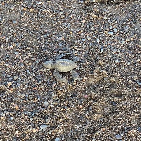 Schildkrötenbeobachtung in Nosara 05 Blick auf eine Schildkröte bei der Schildkrötenbeobachtung in Nosara