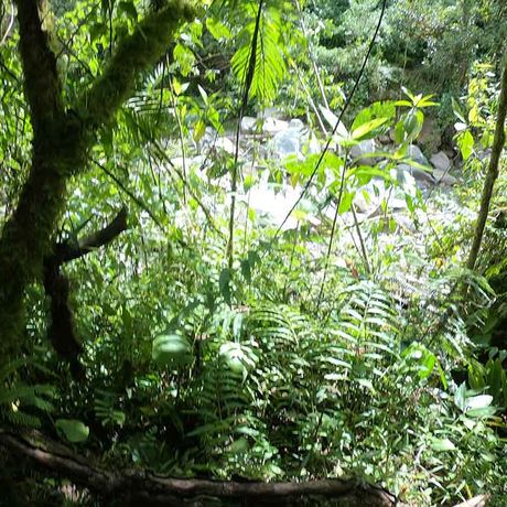 Urwaldwanderung Cloudbridge Üppige Natur Die üppige Vegetation des Reservats wird Sie beeindrucken