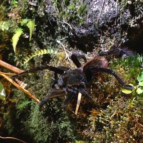Urwaldwanderung Cloudbridge Spinne Auch kleinere Lebewesen sind im Reservat Zuhause