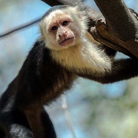 Costa Rica kapuzineraffe Affen werden Sie auf Ihrer Reise durch das Land begleiten.