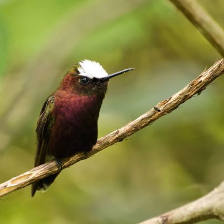 Schneekappenkolibri im Reservat Copal 