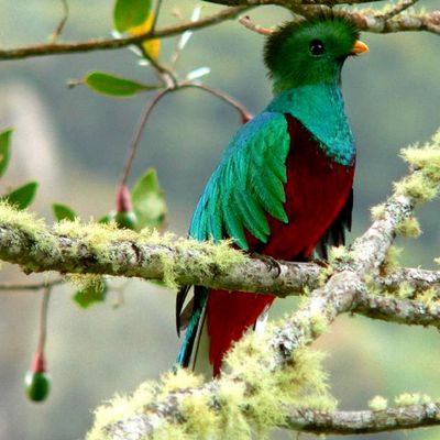 Naturkundliche Exkursion Quetzales 05