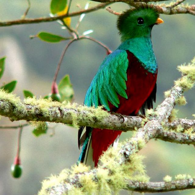 Naturkundliche Exkursion Quetzales 05
