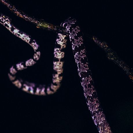Halten Sie die Augen offen, oftmals sind viele Tiere in den Bäumen über Ihnen versteckt.