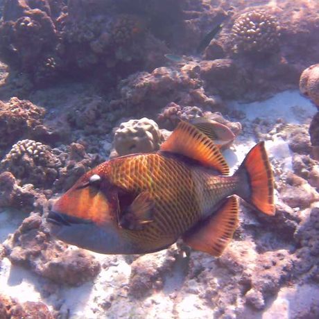 Blick auf einen Fisch beim Tagesausflug Schnorcheln und Wanderung im Nationalpark Cahuita