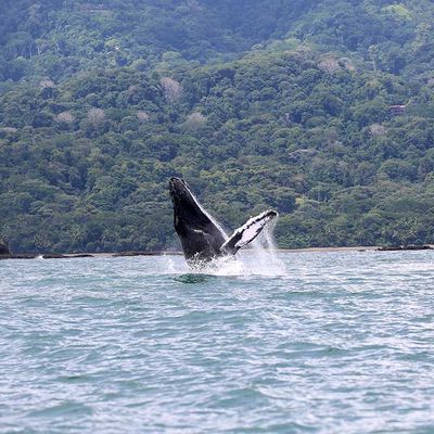 Wal- und Delfinbeobachtung Ballena-14