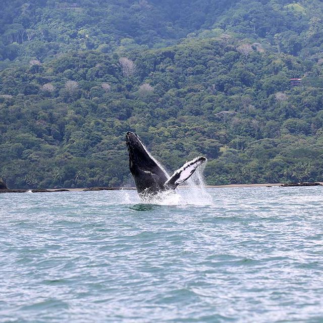 Wal- und Delfinbeobachtung Ballena-14