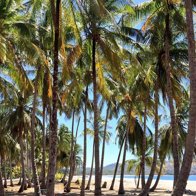 Costa Rica Palmengesäumter Strand