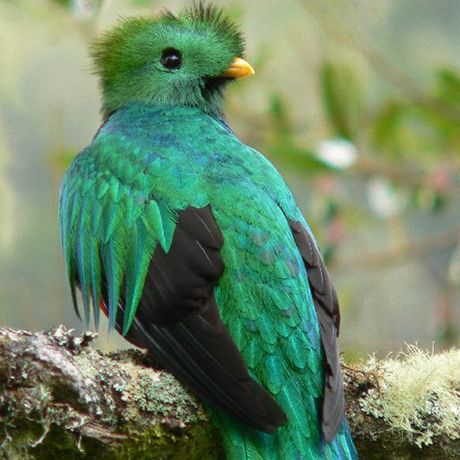 Der Quetzal begeistert mit prächtigem Fell und langer Schwanzfeder