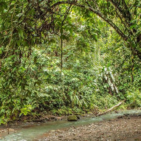 Costa Rica Dschungel und Regenwald Bach Costa Rica Dschungel und Regenwald kleiner Bach