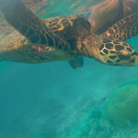 Blick auf eine Schildkröte beim Tagesausflug Schnorcheln und Wanderung im Nationalpark Cahuita