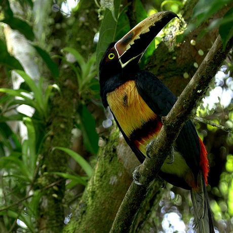 Flusssafari Peñas Blancas Toucan Blick auf einen Toucan bei der Flusssafari Peñas Blancas