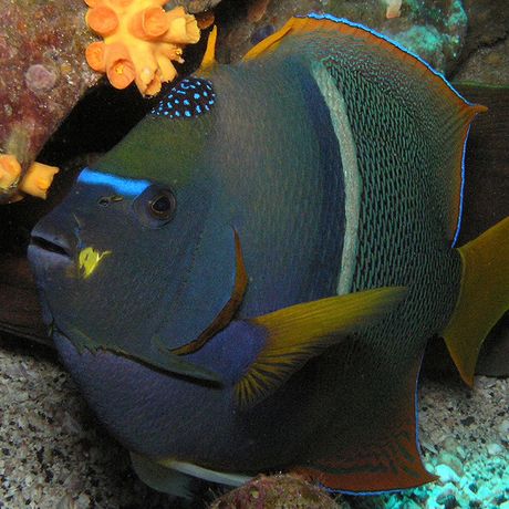 Die Unterwasserwelt von Drake Bay ist genauso vielseitig wie die Tierwelt zu Land
