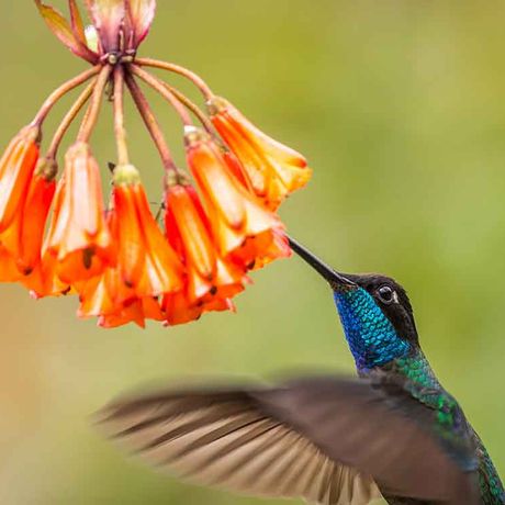 Lernen Sie die Eigearten verschiedener Vogelspezies kennen