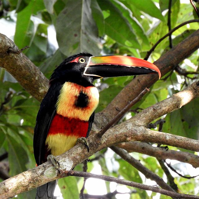 Vogelbeobachtung in Rivas-01