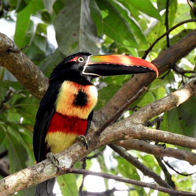 Vogelbeobachtung in Rivas-01