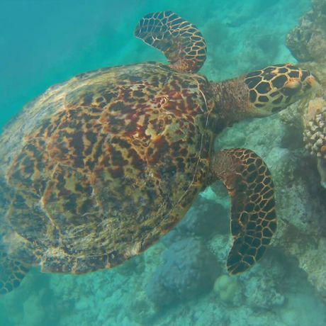 Blick auf eine Schildkröte beim Schnorcheln im Nationalpark Cahuita