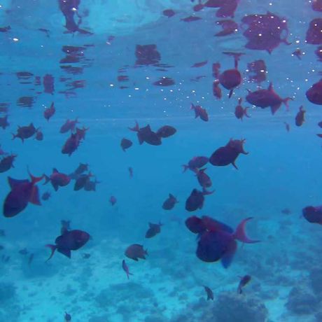 Blick auf Fische beim Tagesausflug Schnorcheln und Wanderung im Nationalpark Cahuita