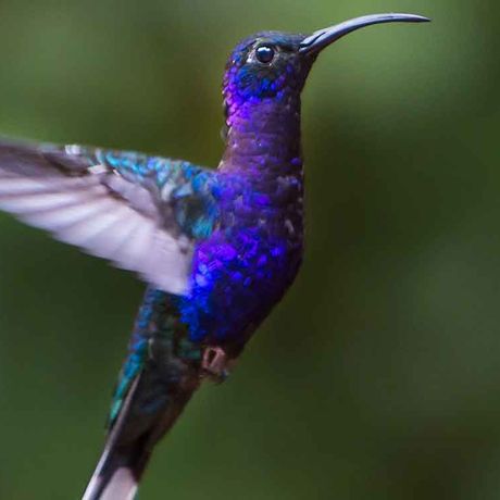 Vogelbeobachtung im Nationalpark Quetzales Kolibri Entdecken Sie die kleinen Kolibris auf Ihrer Wanderung durch den Nationalpark