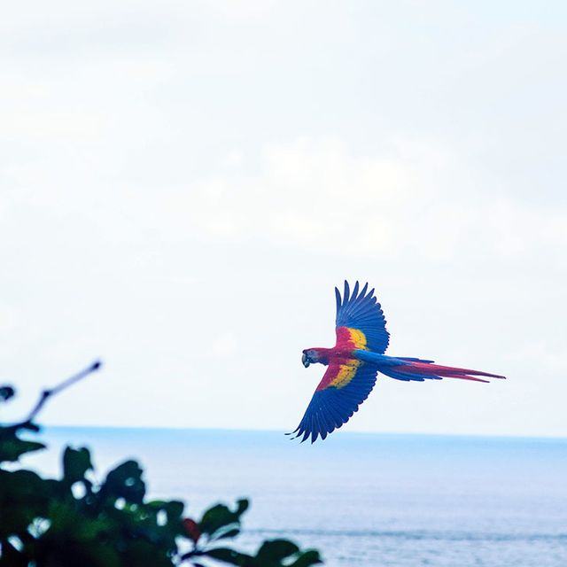 Vogelbeobachtung auf Osa 09