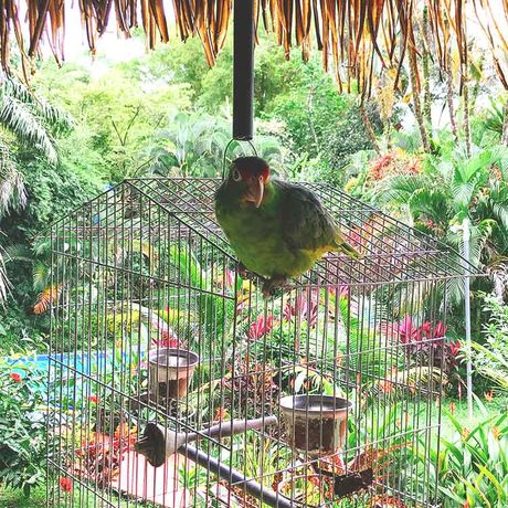 Blick auf einen Vogelkäfig der Bungalows Diquis des Sur