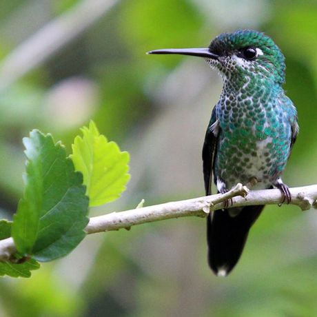 Vogelbeobachtung Cloudbridge 07 Zahlreiche Kolibriarten schwirren durch das Reservat - staunen Sie über die filigranen, kleinen und vor allem schnellen Vögel.