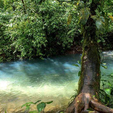 Flusslauf mit Baum