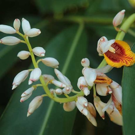 Wilde Orchidee aus dem Dschungel Costa Ricas